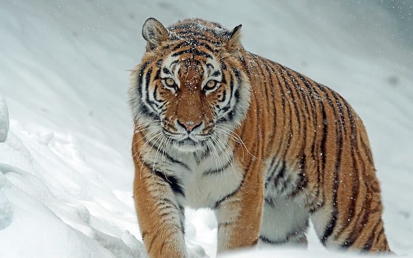 3840x2400 tiger, predator, big cat, snow, siberian tiger HD wallpaper