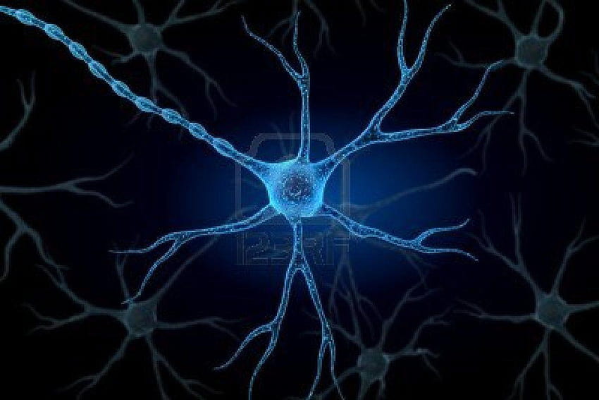 Neuron in isolated backgrounds HD wallpaper