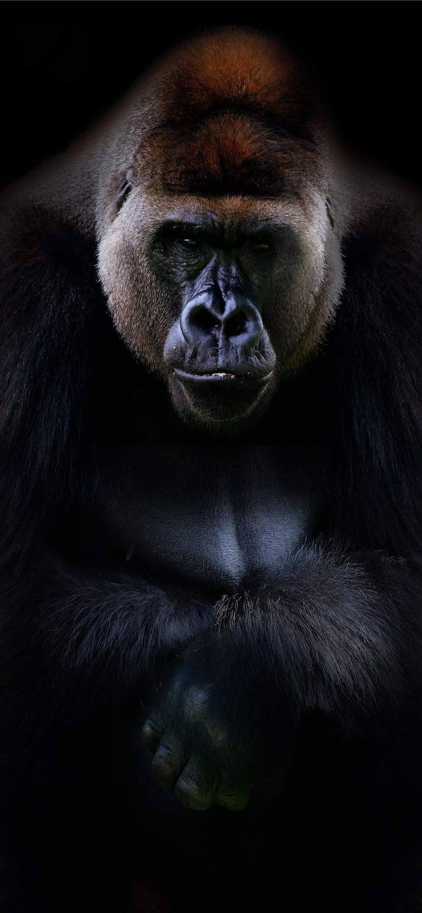 Gümüş Sırtlı Gorilla Arka Planları iPhone HD telefon duvar kağıdı