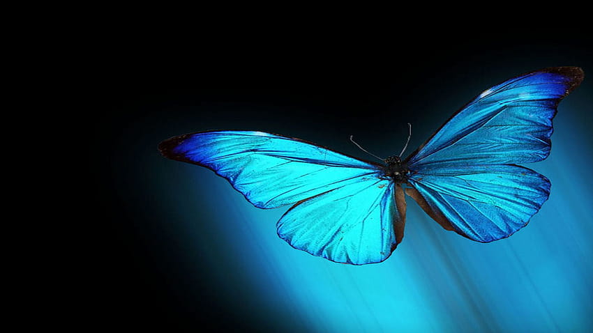 Butterfly morpho blue ..., blue butterfly HD wallpaper