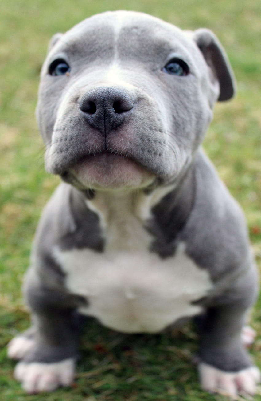 Blue Pitbull Puppies For Nose Breeders Screensaver On Of Fond d'écran de téléphone HD