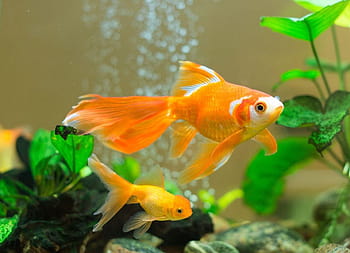 Goldfish In Aquarium. Beautiful Fish In The Water. Wildlife Scene. Free  Image and Photograph 199032209.