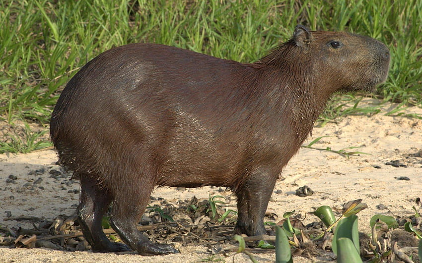 8 Capybara HD wallpaper