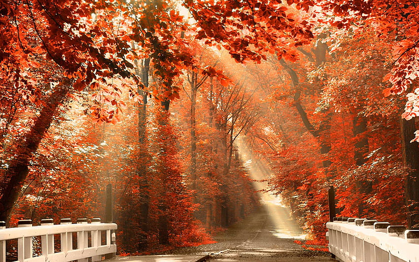 Contoh Musim Gugur untuk Latar Belakang Anda, estetika musim gugur Wallpaper HD