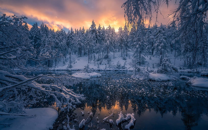 Winter, snow, forest, trees, Ringerike, Norway 1920x1200 , winter morning in forest HD wallpaper