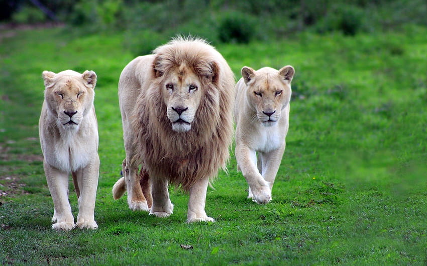 2 León en PSD, bonitos leones fondo de pantalla | Pxfuel