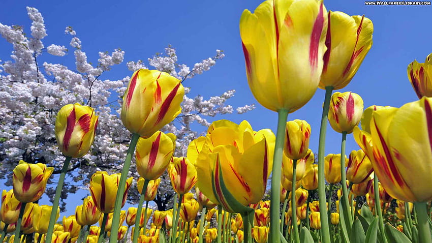 Tulips, tulip computer HD wallpaper