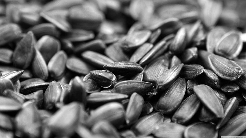 Sunflower Seed ❤ for Ultra TV • Wide, seeds HD wallpaper