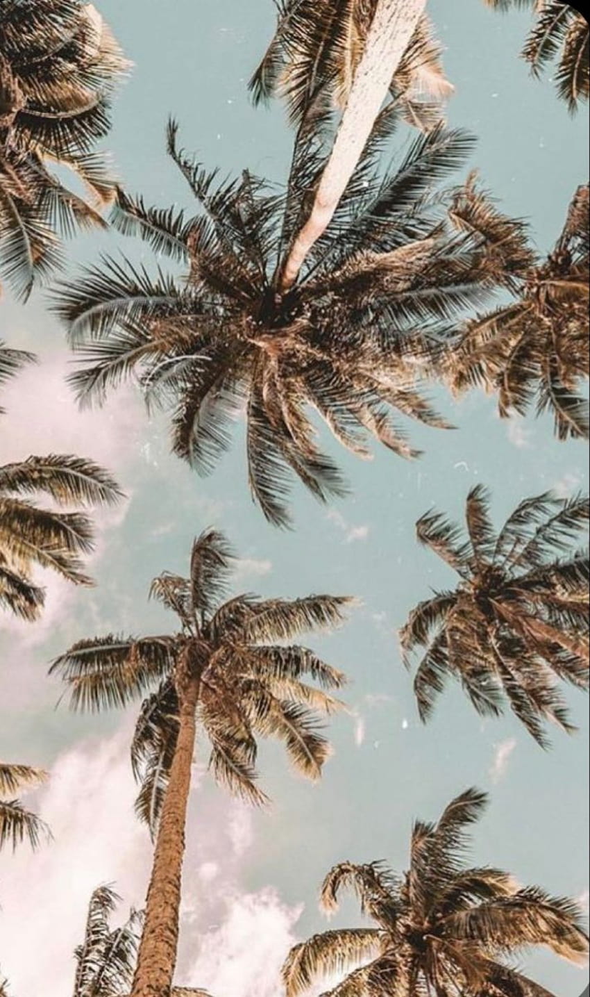 Aesthetic palm tree summer for iPhone in 2022 iPhone landscape Scenery  iPhone background nature HD phone wallpaper  Peakpx