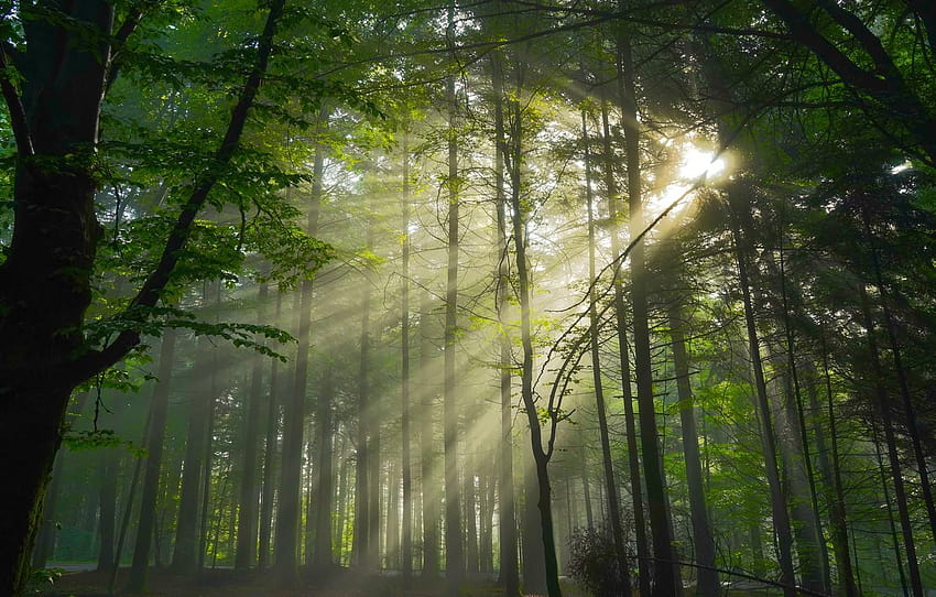 forest, the sun, rays, light, trees, branches, misty morning forest sunrays HD wallpaper