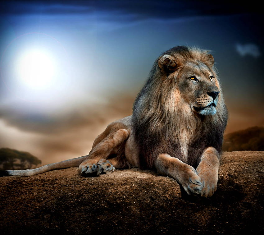Lion majestueux, lion mâle Fond d'écran HD