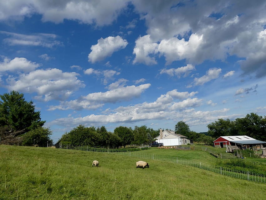 Homestead Hill Farm, yaz öğleden sonra çiftliği HD duvar kağıdı