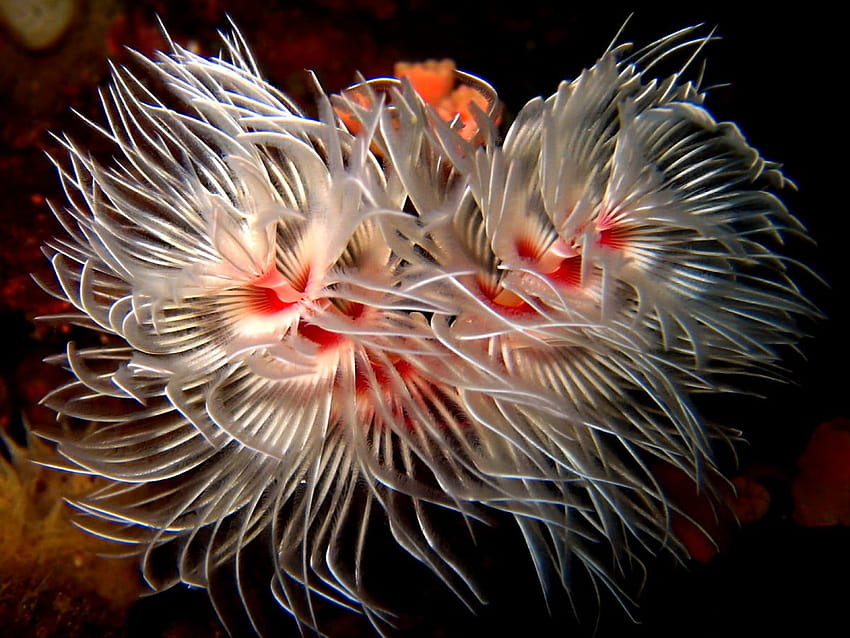 Molluscs, Sea Anemone, Reef HD wallpaper