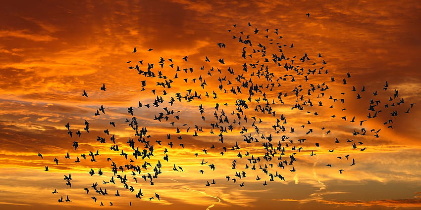 空を飛ぶ美しい鳥、夕方の鳥 高画質の壁紙