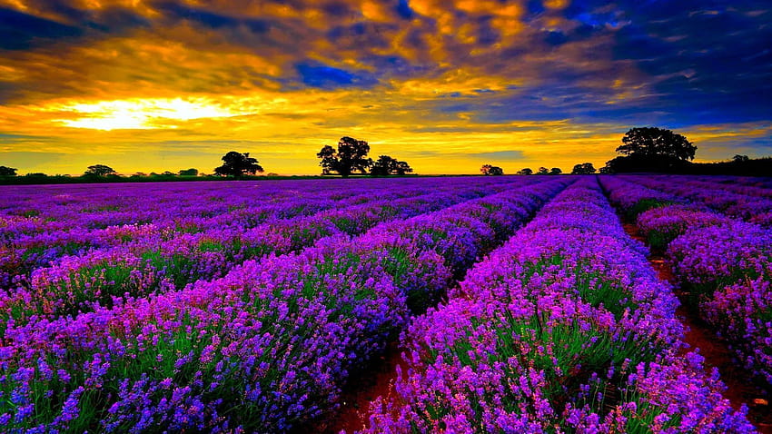 lavender field at starry night HD wallpaper