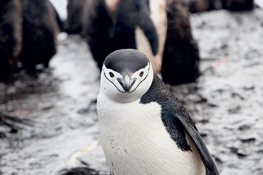 5230590 / 5184x3456 desenfoque, ave marina, barbijo, ave acuática, Antártida, dominio público, pingüino, bokeh, pájaro, pingüino barbijo fondo de pantalla