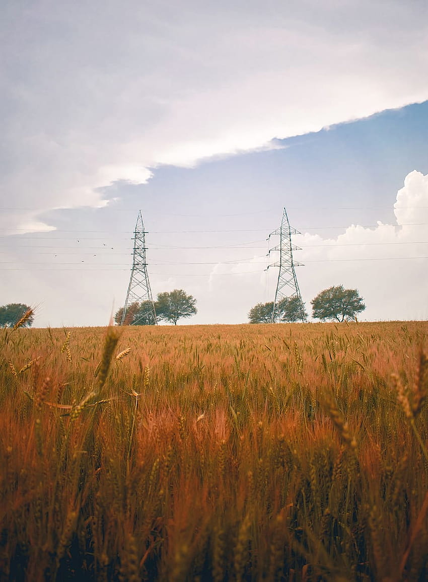 cable, power lines, electric transmission tower, plant, iphone, iphone xr agriculture HD phone wallpaper
