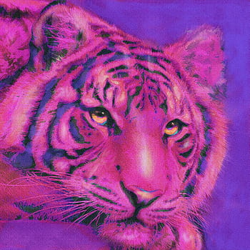 Lexica  A pink tiger with an intricate crown design ultra photorealistic  black and grey background