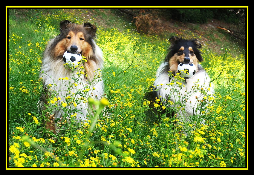 : park, flowers, Friends, dogs, nature, yellow, collie, candy, balls, lassie, collies, mywinners 4228x2913 HD wallpaper