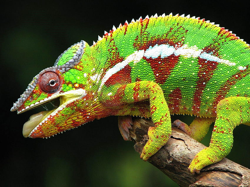 Brown Chameleon