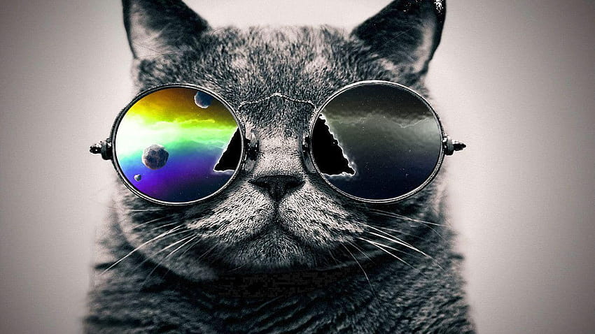 Cat to your cell phone cat galaxy shades 2048, galaxy cat Sfondo HD