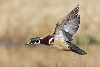 Wood Duck Pictures  Download Free Images on Unsplash