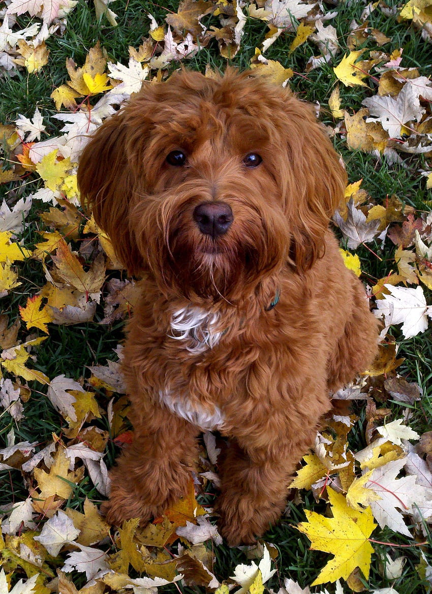 Labradoodle HD wallpaper | Pxfuel