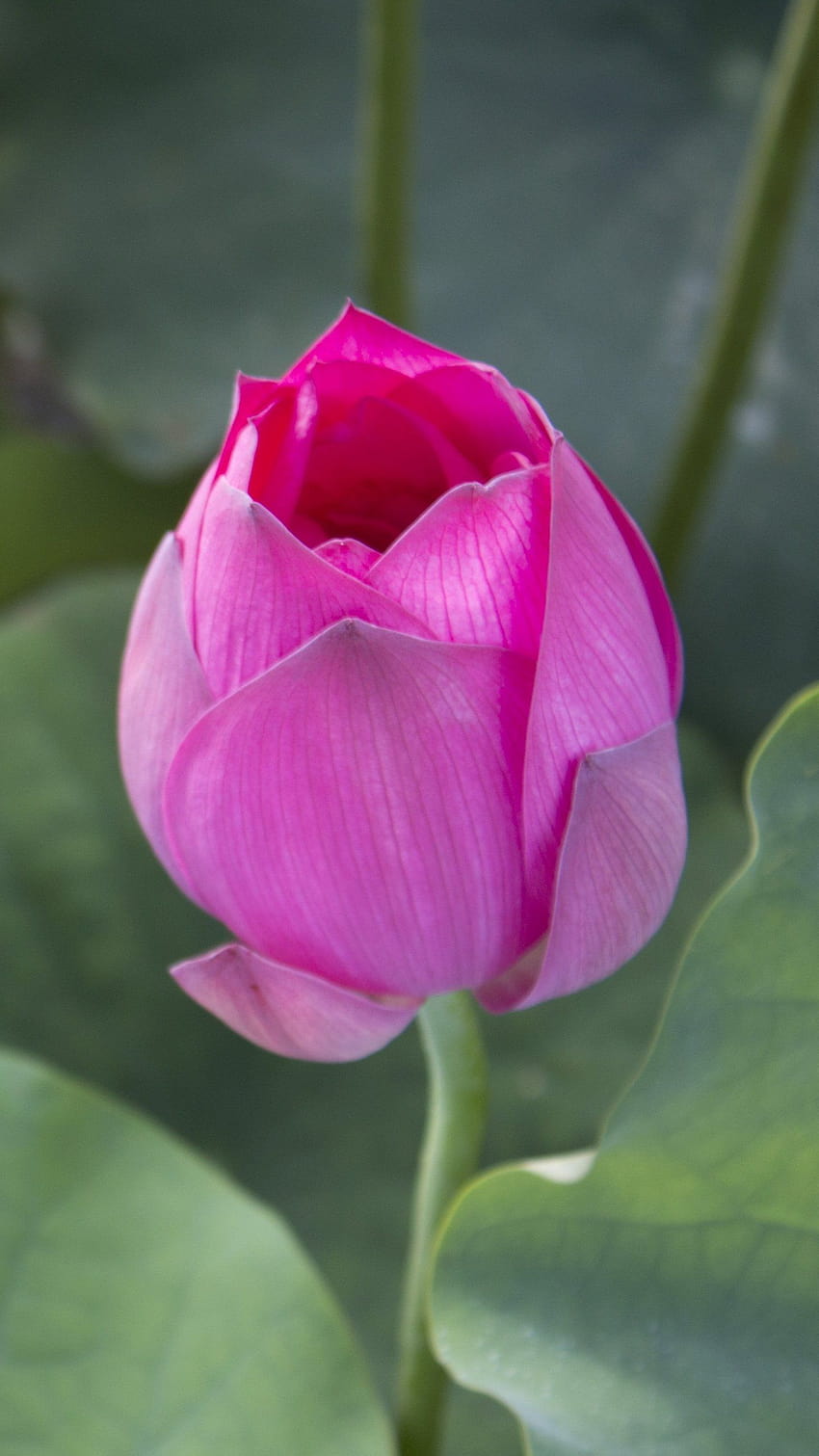 Lotusknospe, Blütenknospe HD-Handy-Hintergrundbild