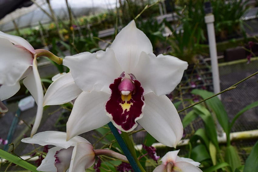 Amazon : Cymbidium Vanna White 'Mana' Warm Growing!, hono hono orchid HD wallpaper