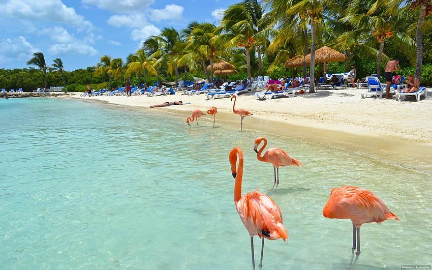 Flamingo pantai musim panas pantai burung air Pulau Tropis g, burung musim panas Wallpaper HD