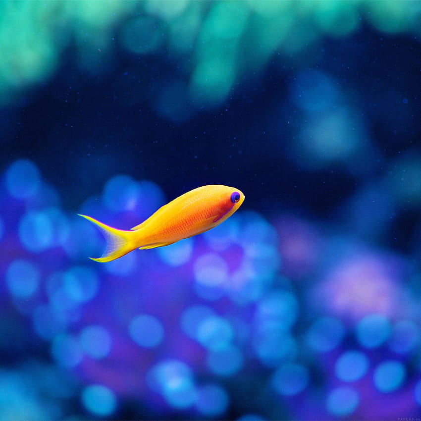 Cute Fish Ocean Sea Animal Nature iPad Air, cute sea animals HD phone wallpaper