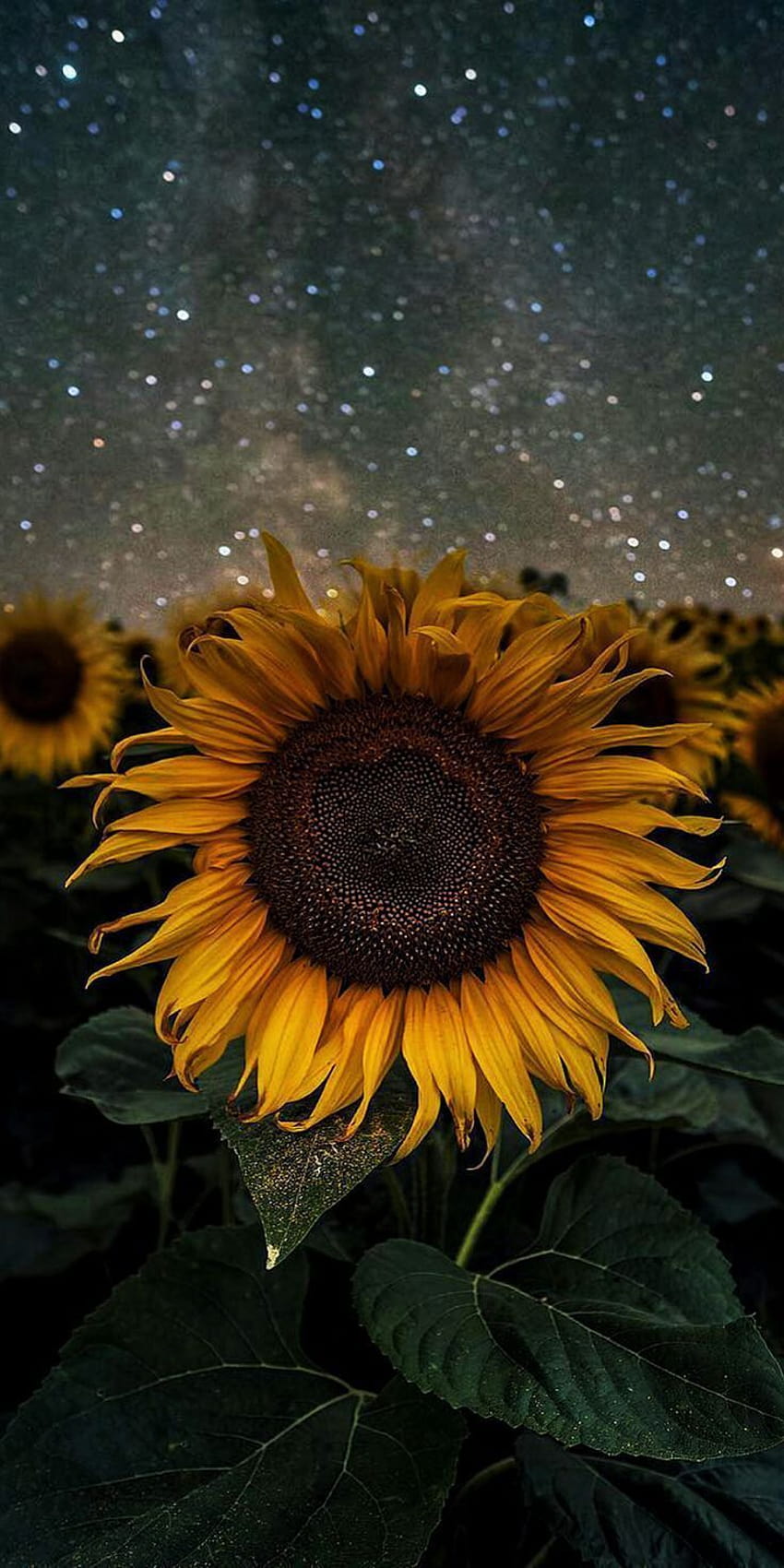 Gemeine Sonnenblume HD-Handy-Hintergrundbild