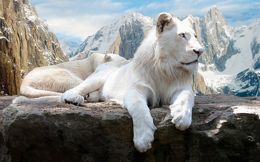 Female White Lion HD wallpaper
