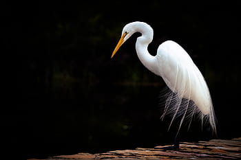 50 Egret HD Wallpapers and Backgrounds