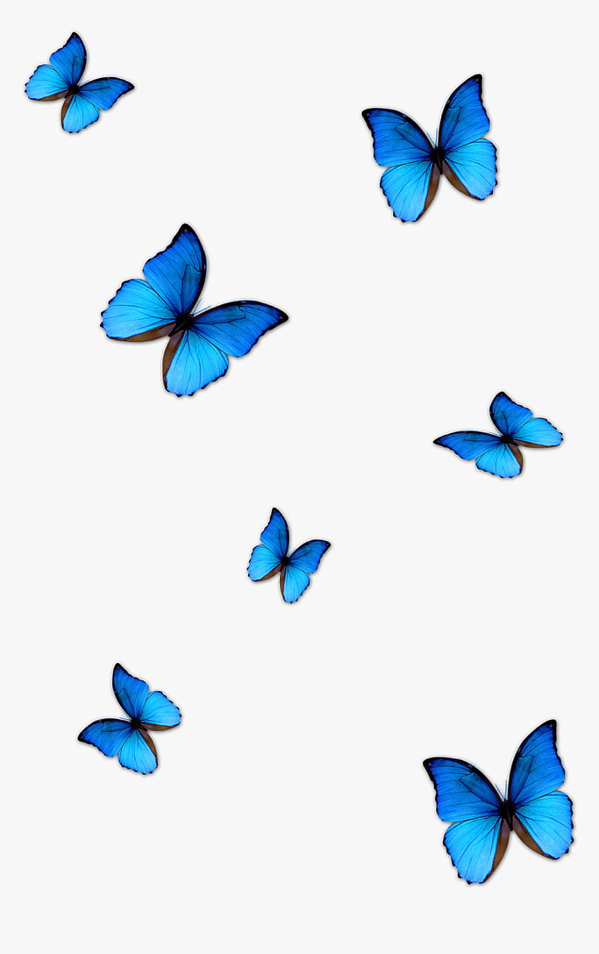 Schmetterling Png zum Bearbeiten, transparentes Png, Schmetterling vsco HD-Handy-Hintergrundbild