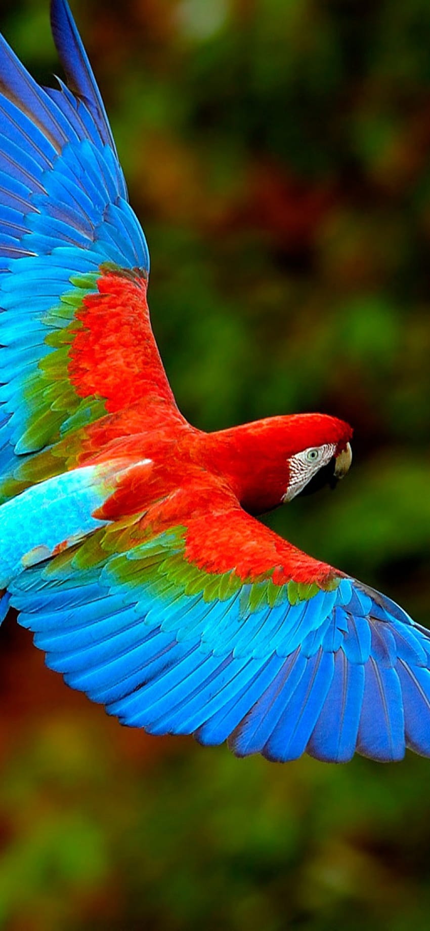 Bright Parrot for iPhone 11, parrot iphone HD phone wallpaper | Pxfuel