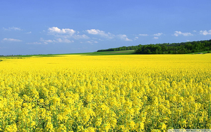 Mustard Flower Field ❤ for Ultra TV HD wallpaper