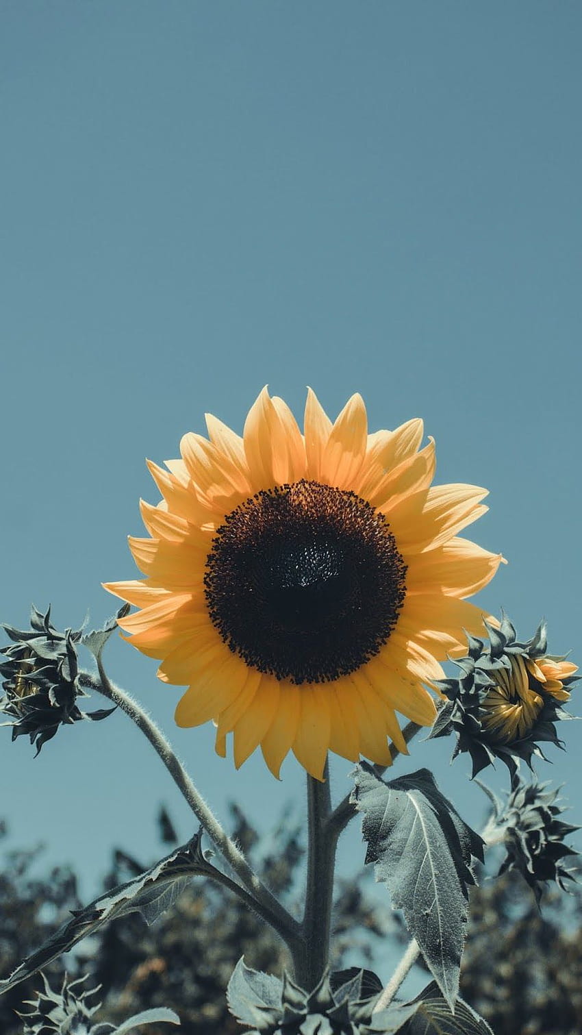 sunflower iphone ,sunflower,sky,flower,sunflower,yellow,plant ,petal,sunflower seed,flowering plant,close up, flower sunflower iphone HD phone wallpaper