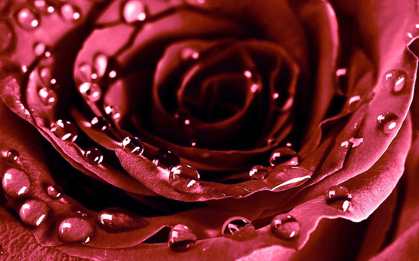 flor rosa, orvalho papel de parede HD