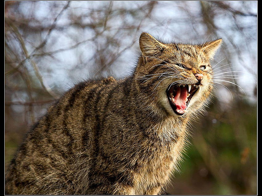 Шотландска дива котка, ръмжаща HD тапет