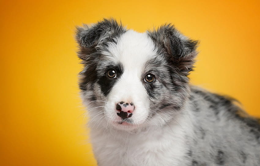 lihat, potret, anjing, bayi, anak anjing, wajah, latar belakang kuning, border collie, bagian собаки, border collie puppy Wallpaper HD