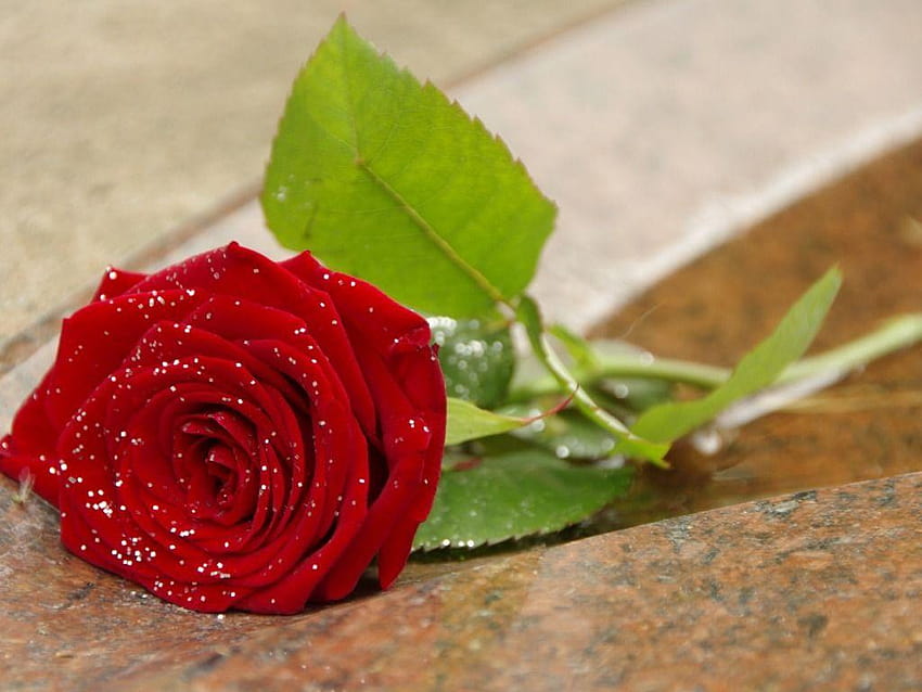 Best Cute Rose Full Pics Red High Quality, cute roses HD wallpaper | Pxfuel