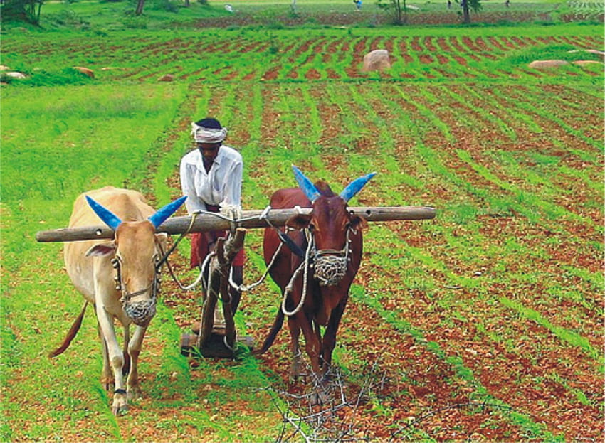 인도 농부 [2250 x 1649] : AgriculturePorn HD 월페이퍼