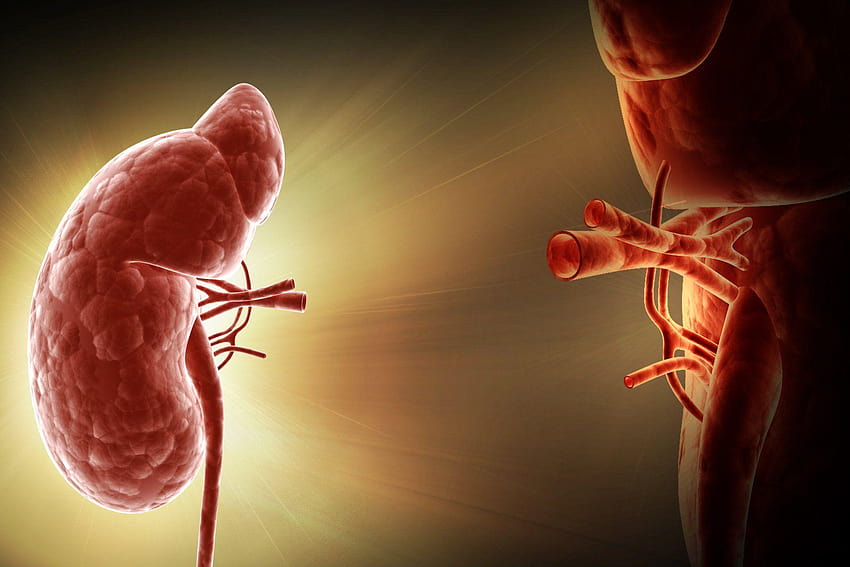 kidney human organ of the human body HD wallpaper