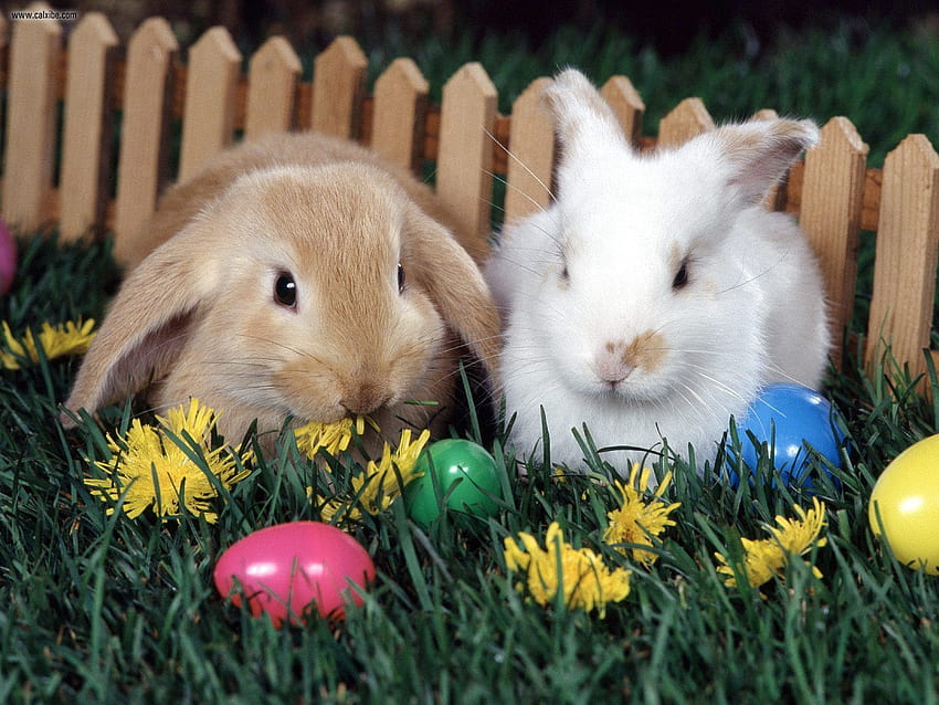 Easter Bunny Eggs, coniglietti con uova di Pasqua Sfondo HD