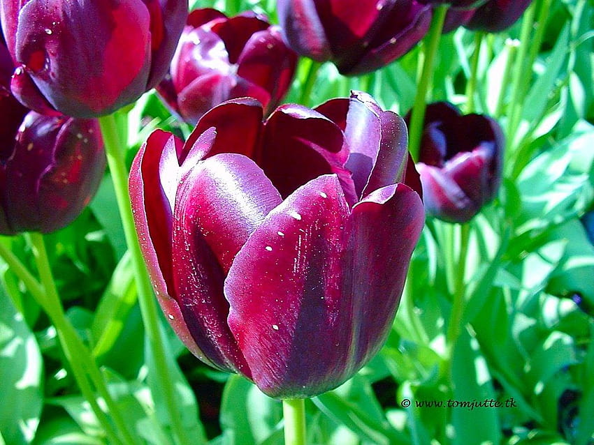 Tulipani olandesi, tulipano nero, regina della notte, fiori di tulipani primavera olandese Sfondo HD
