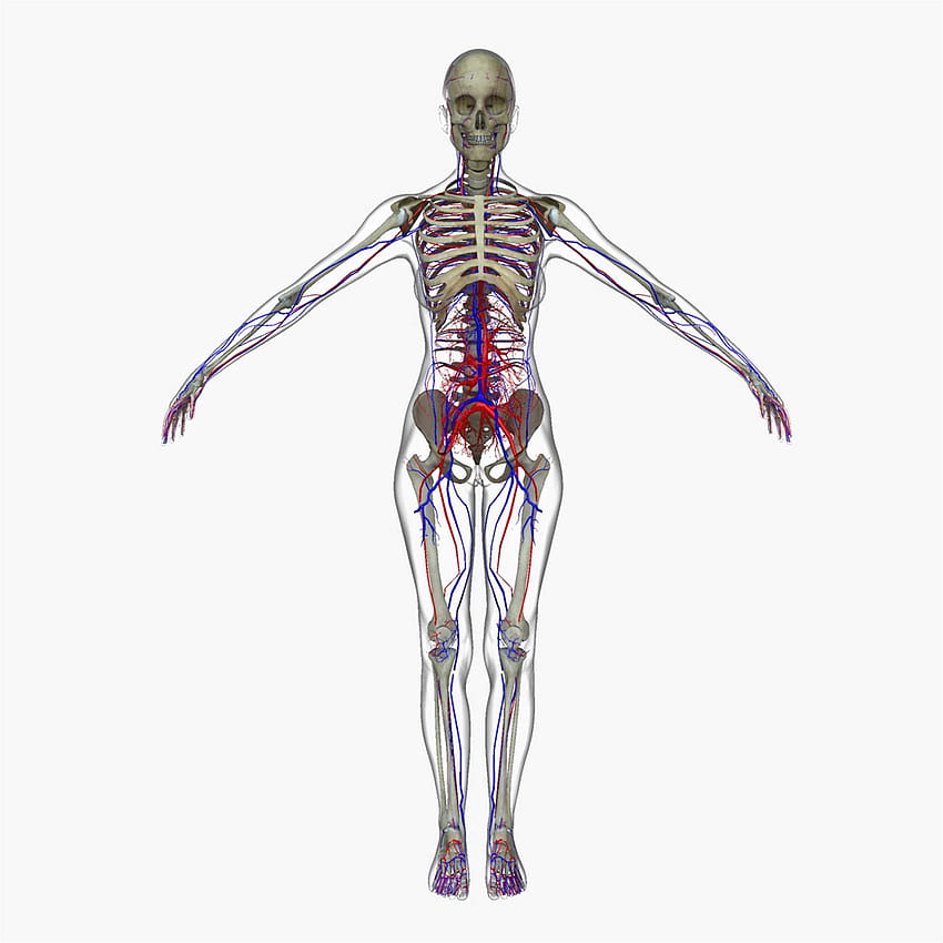 Female Circulatory System with Skeleton 3D Model HD phone wallpaper