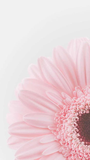 Best Flowers iPhone HD Wallpapers  iLikeWallpaper