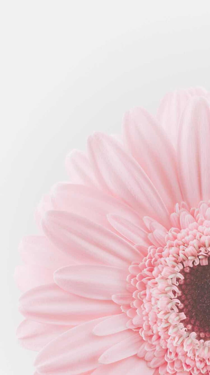 Free iPhone 11 Wallpaper: Flower Wallpapers Collection – MasterBundles
