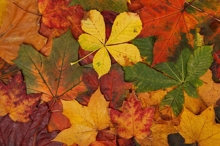 resumo, outono, brilhante, marrom, colorido, verde, folhas, folhas de bordo, natureza, laranja, padrão, vermelho, estações do ano, textura, amarelo / e fundos móveis, folhas verdes amarelas papel de parede HD